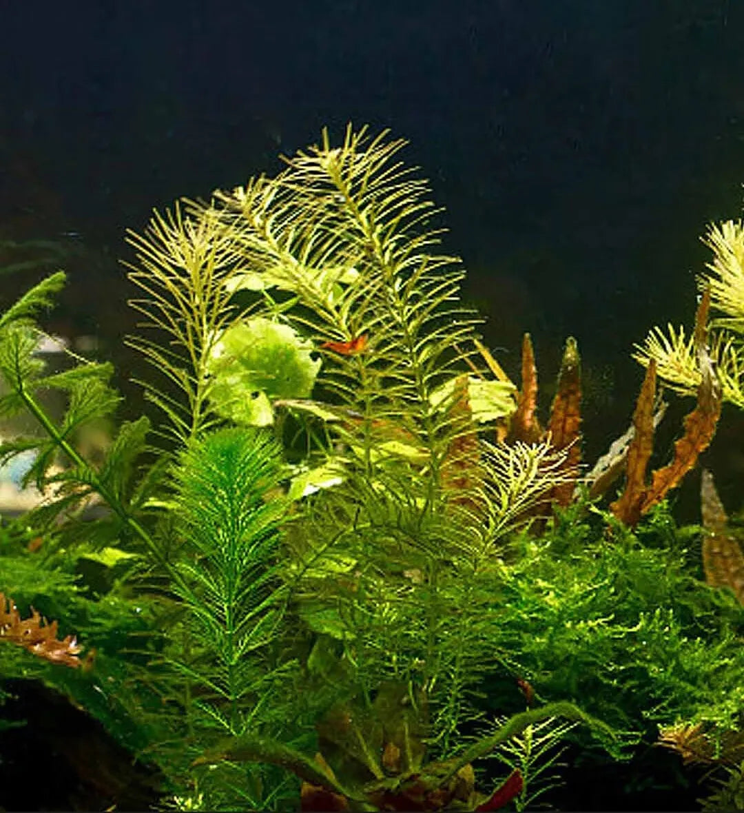 Xiaomi Mijia intelligent fish tank Aquarium Eco-Friendly Work With Mijia APP Aquarium Management Smart Lighting System Light